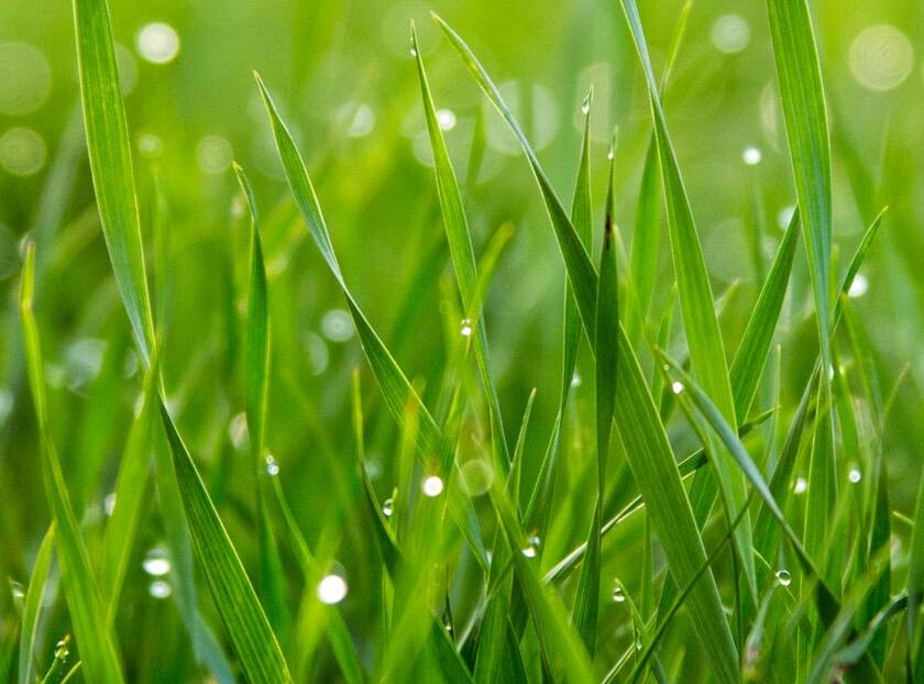 Jaki wertykulator kupić?